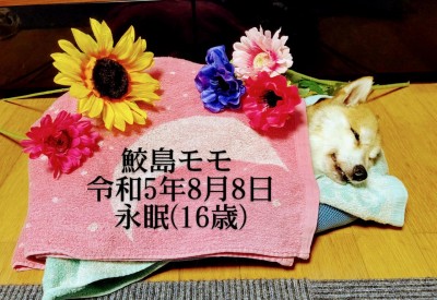 DSC_1698~4.JPG
